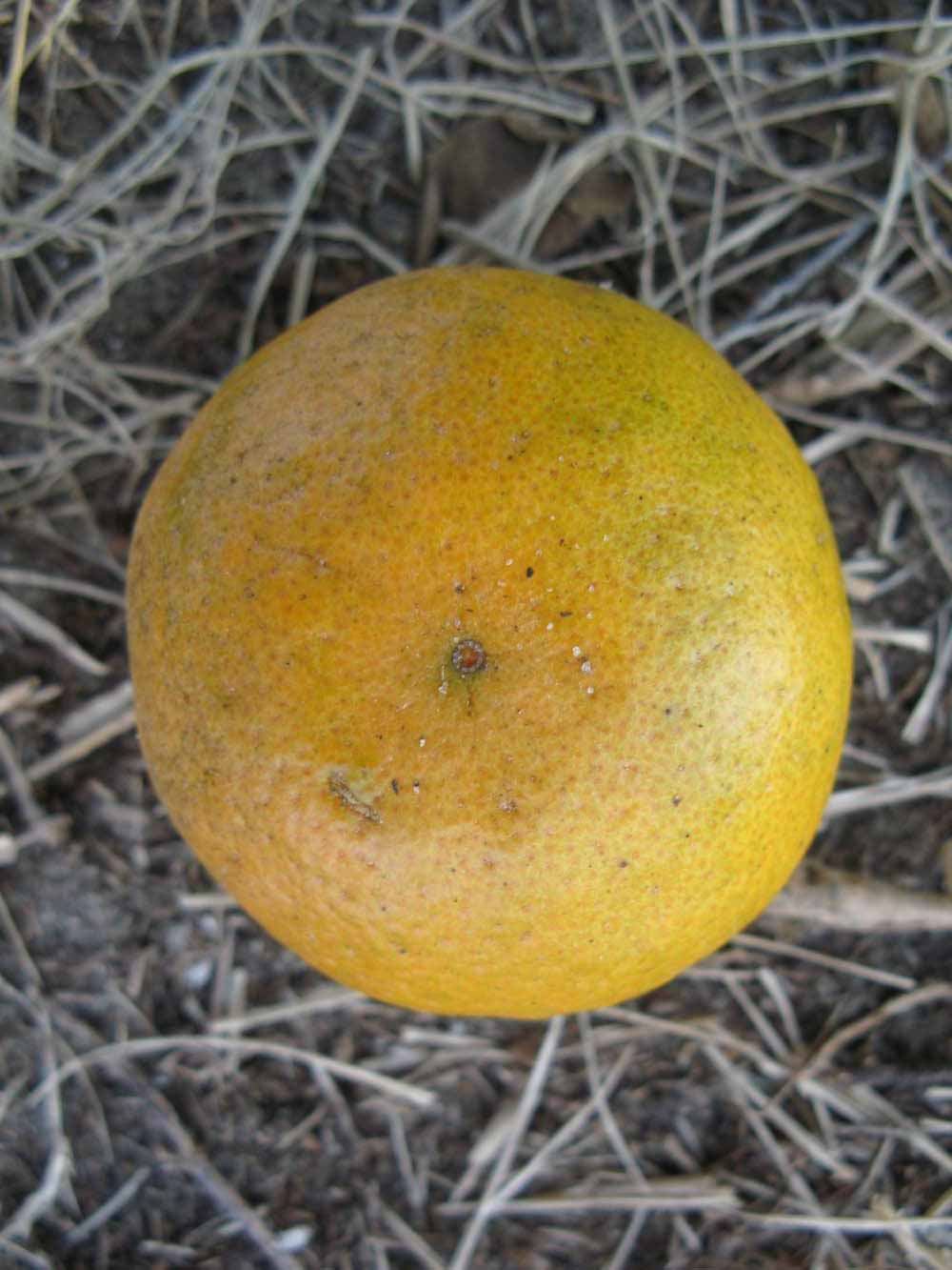              Fruit (Winter Haven, FL)       